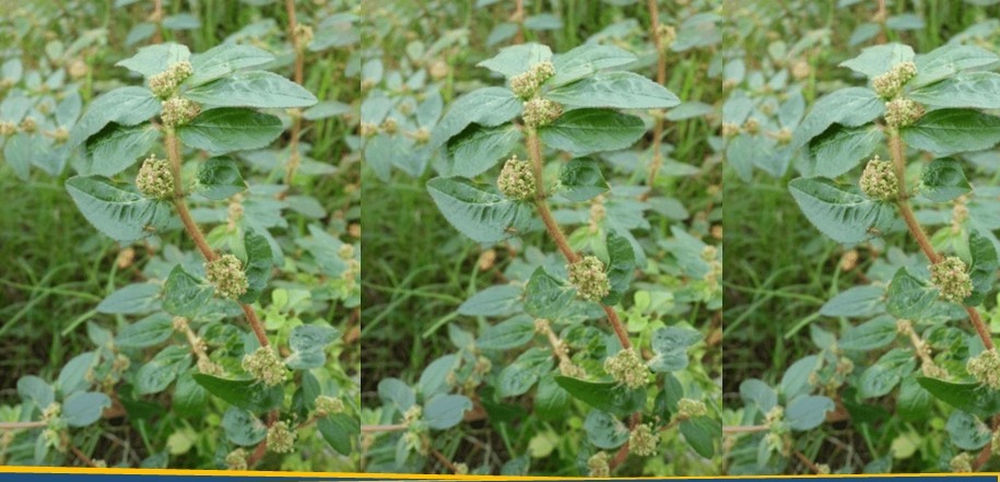 Manfaat Obat, Tanaman Patikan Kebo